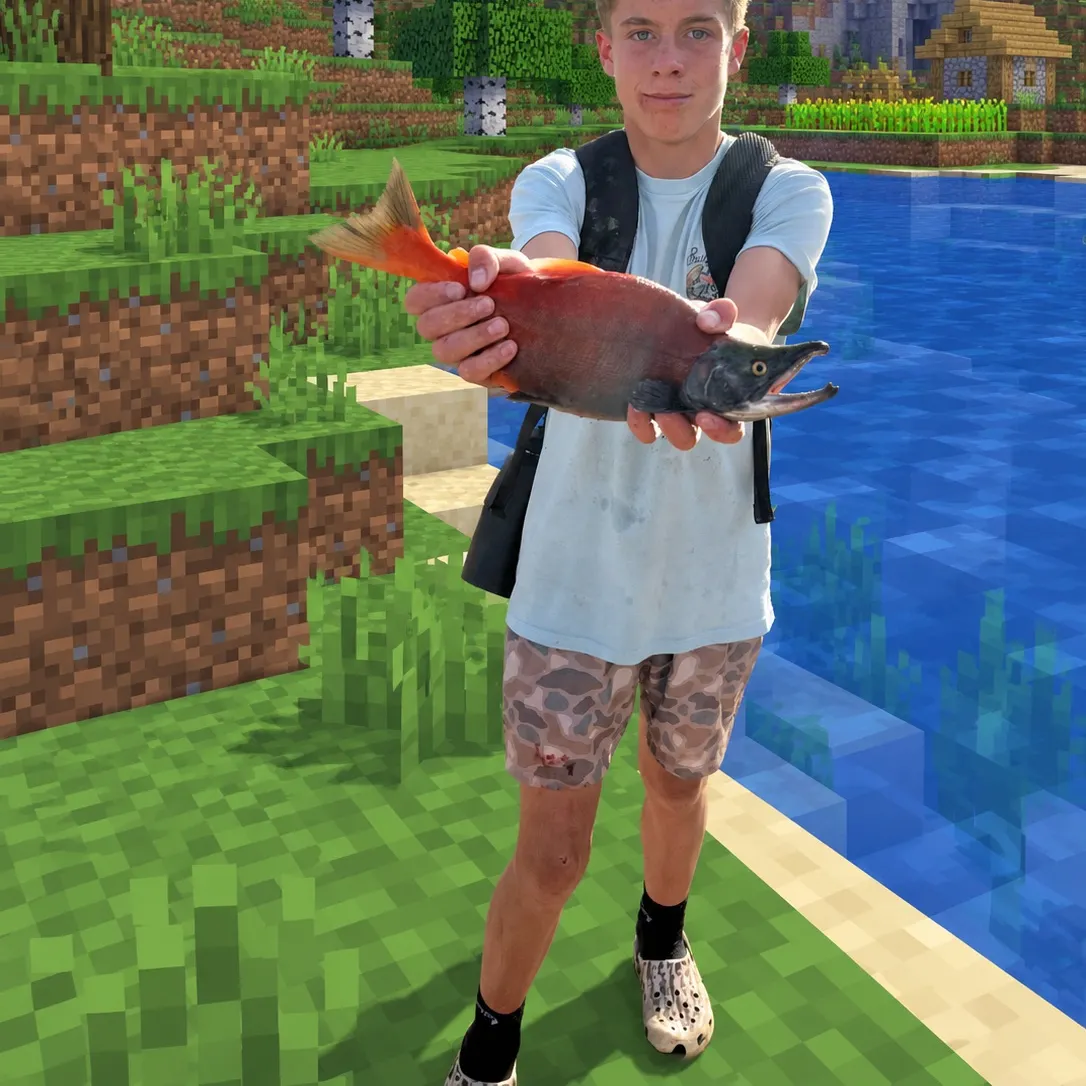 The most recent Sockeye salmon catches on Fishbrain