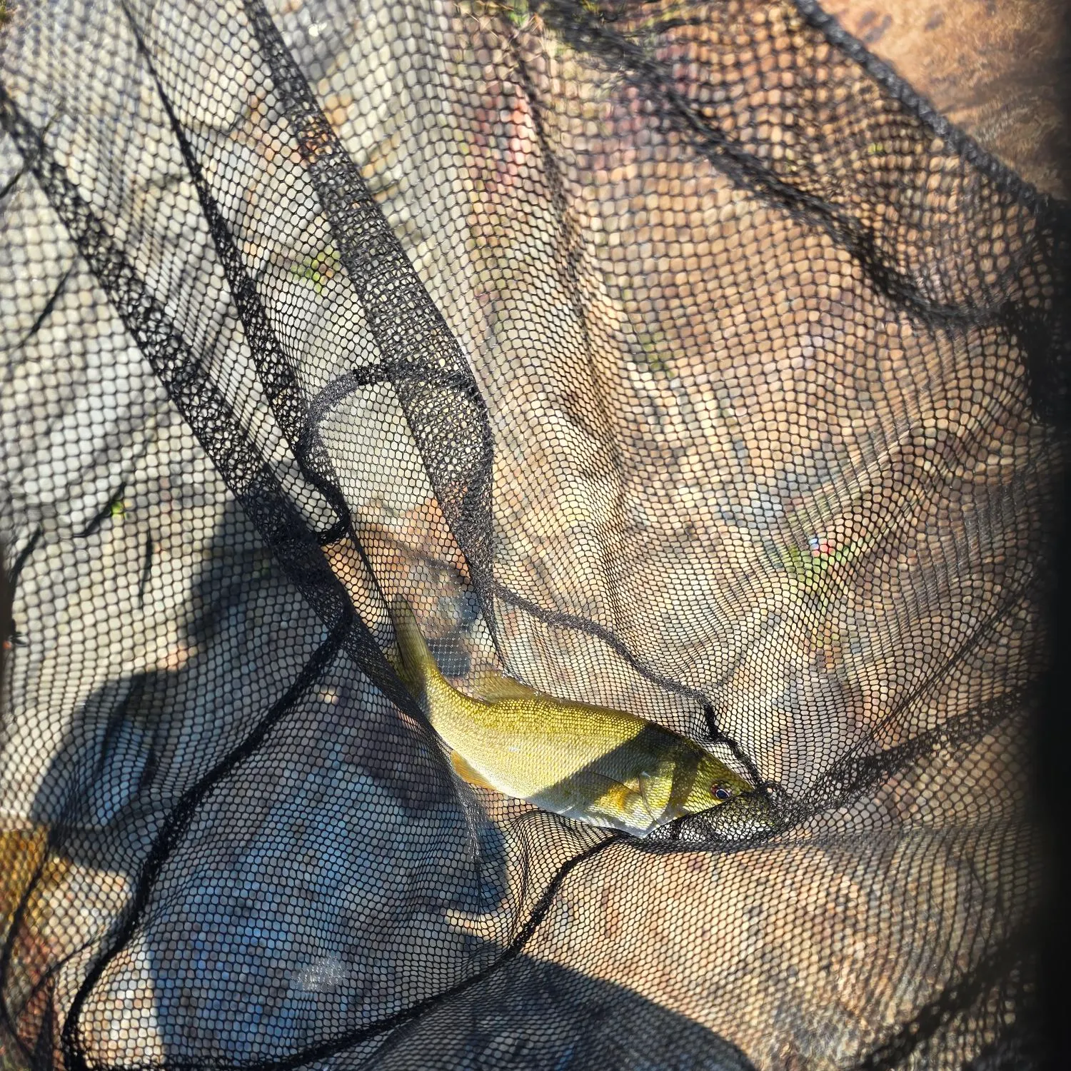 Smallmouth bass caught on Fishbrain