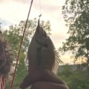Bluegill caught on Fishbrain