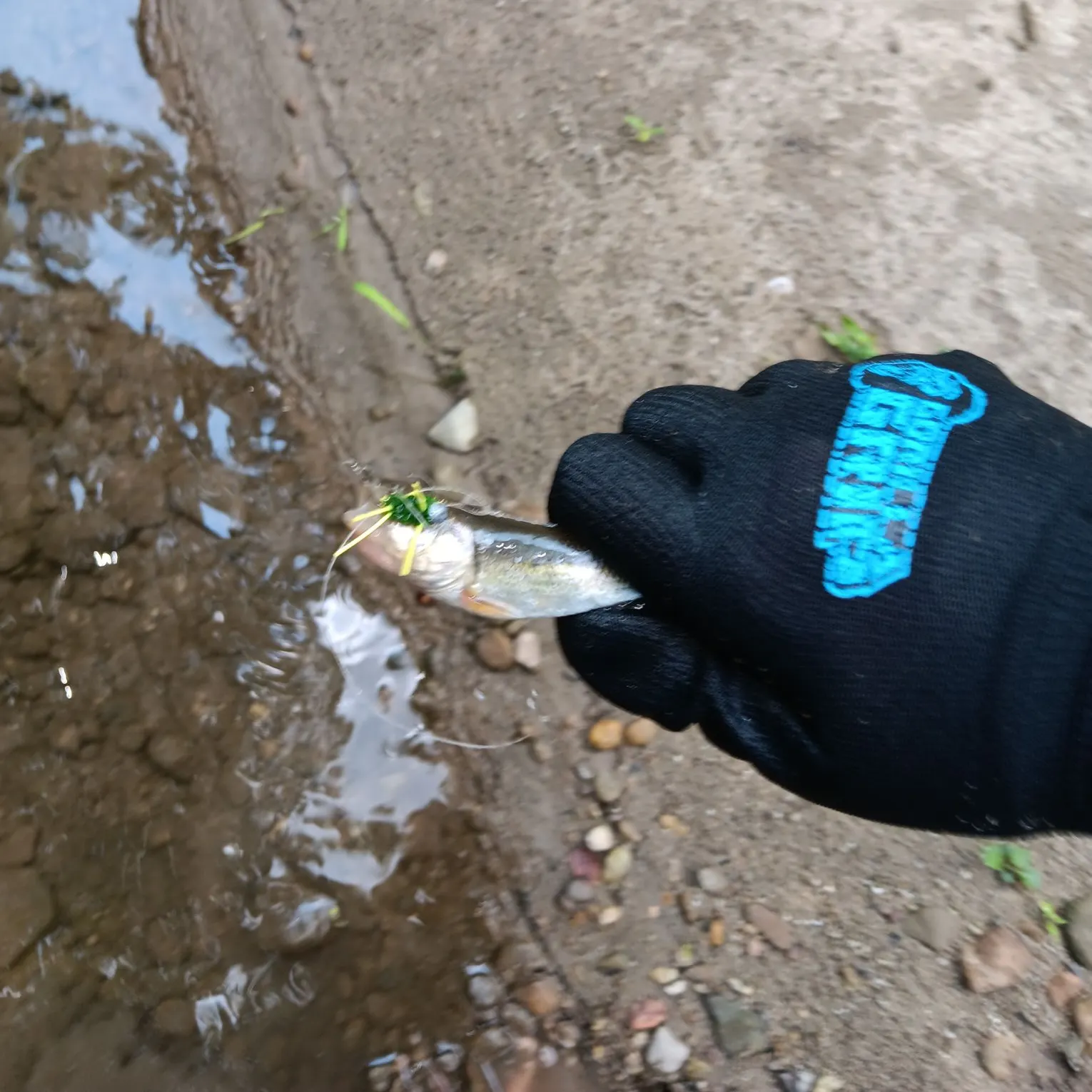 The most recent Dark chub catches on Fishbrain