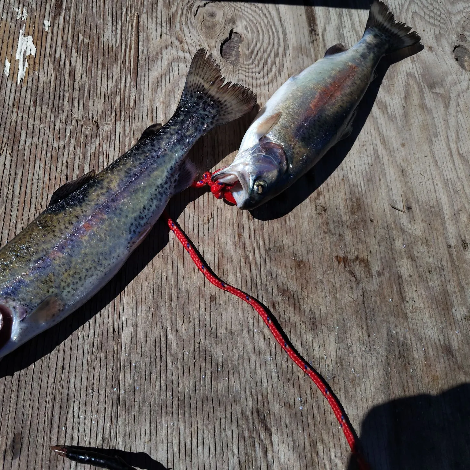 recently logged catches