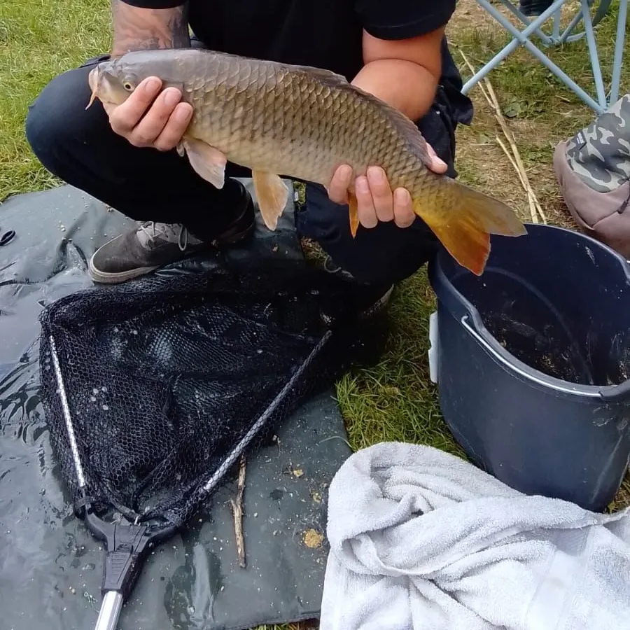 Common carp caught on Fishbrain