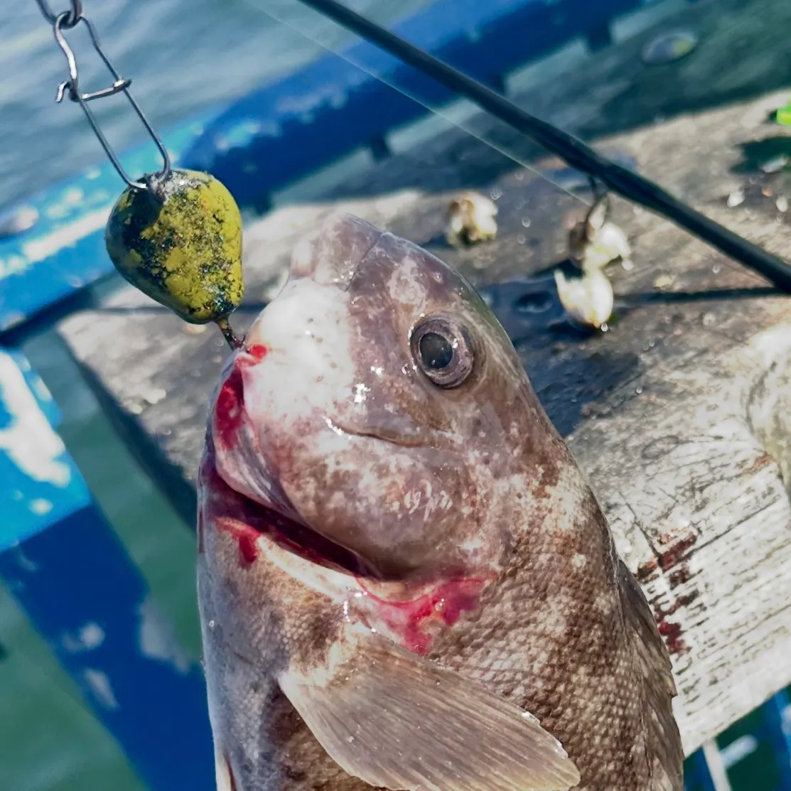 Tautog caught on Fishbrain