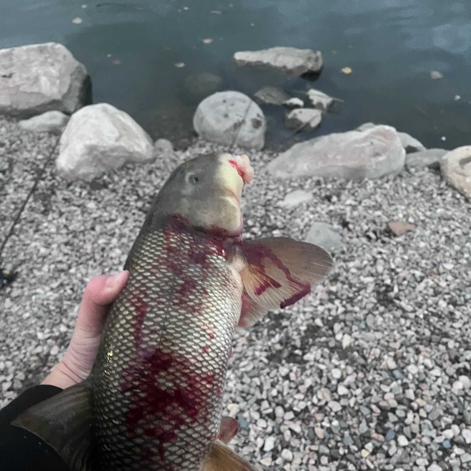 The most recent Utah sucker catches on Fishbrain