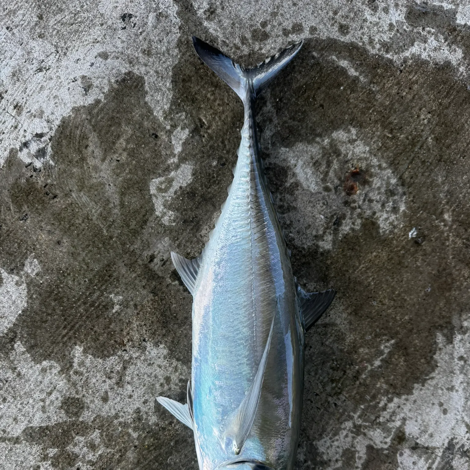 The most recent Torpedo scad catches on Fishbrain