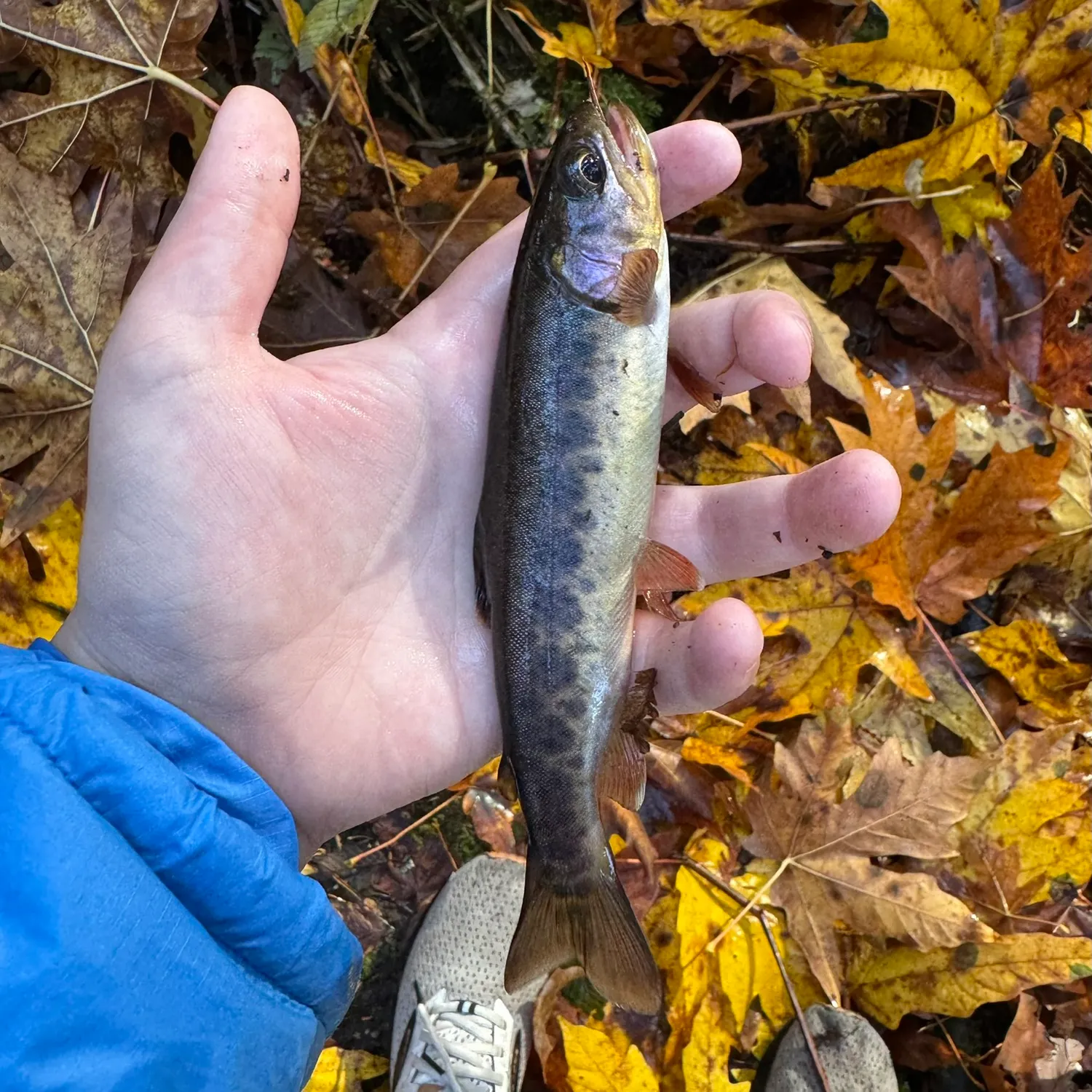 Coastal cutthroat trout caught on Fishbrain