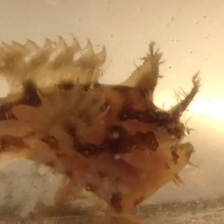 The most recent Sargassumfish catches on Fishbrain