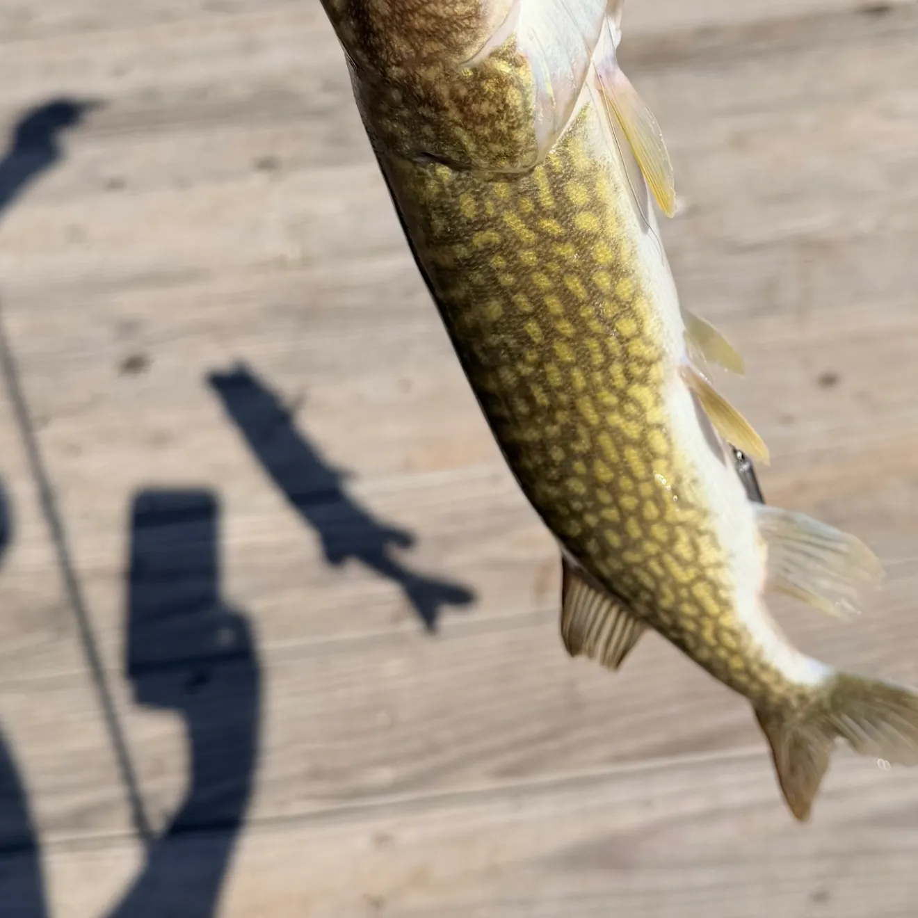 Chain pickerel caught on Fishbrain