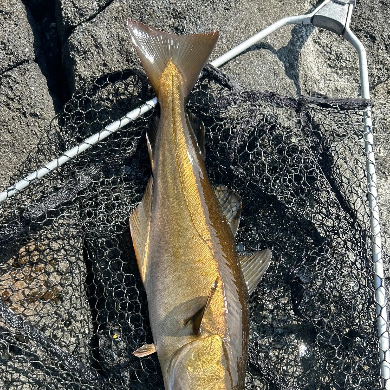 most liked catch image