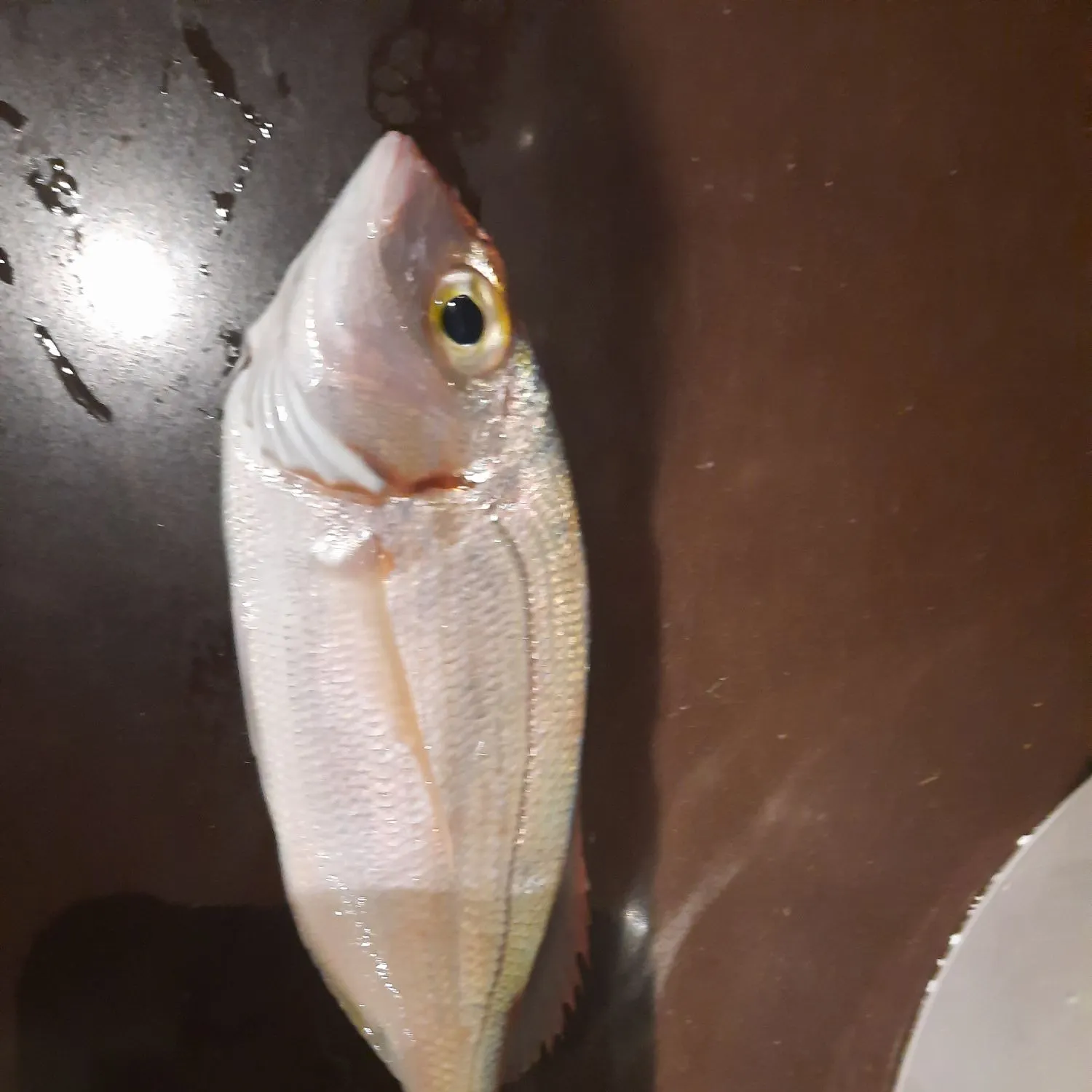 The most recent Common pandora catches on Fishbrain