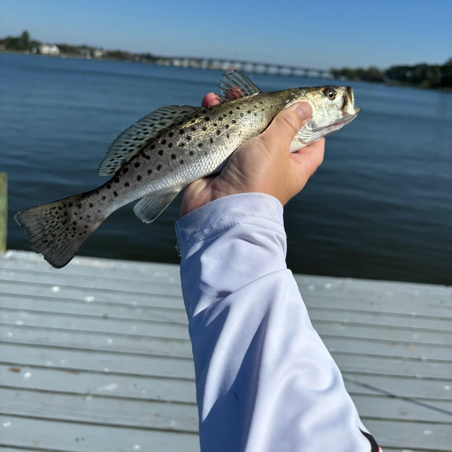 Spotted seatrout caught on Fishbrain