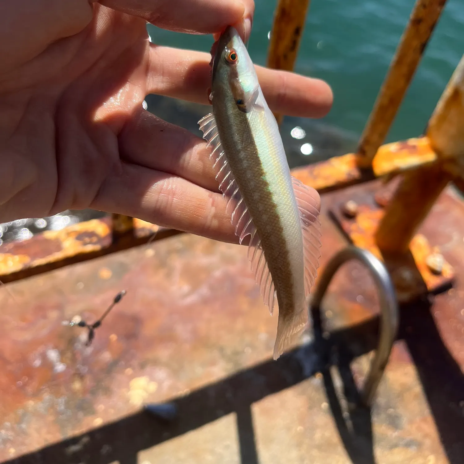 The most recent Mediterranean rainbow wrasse catches on Fishbrain