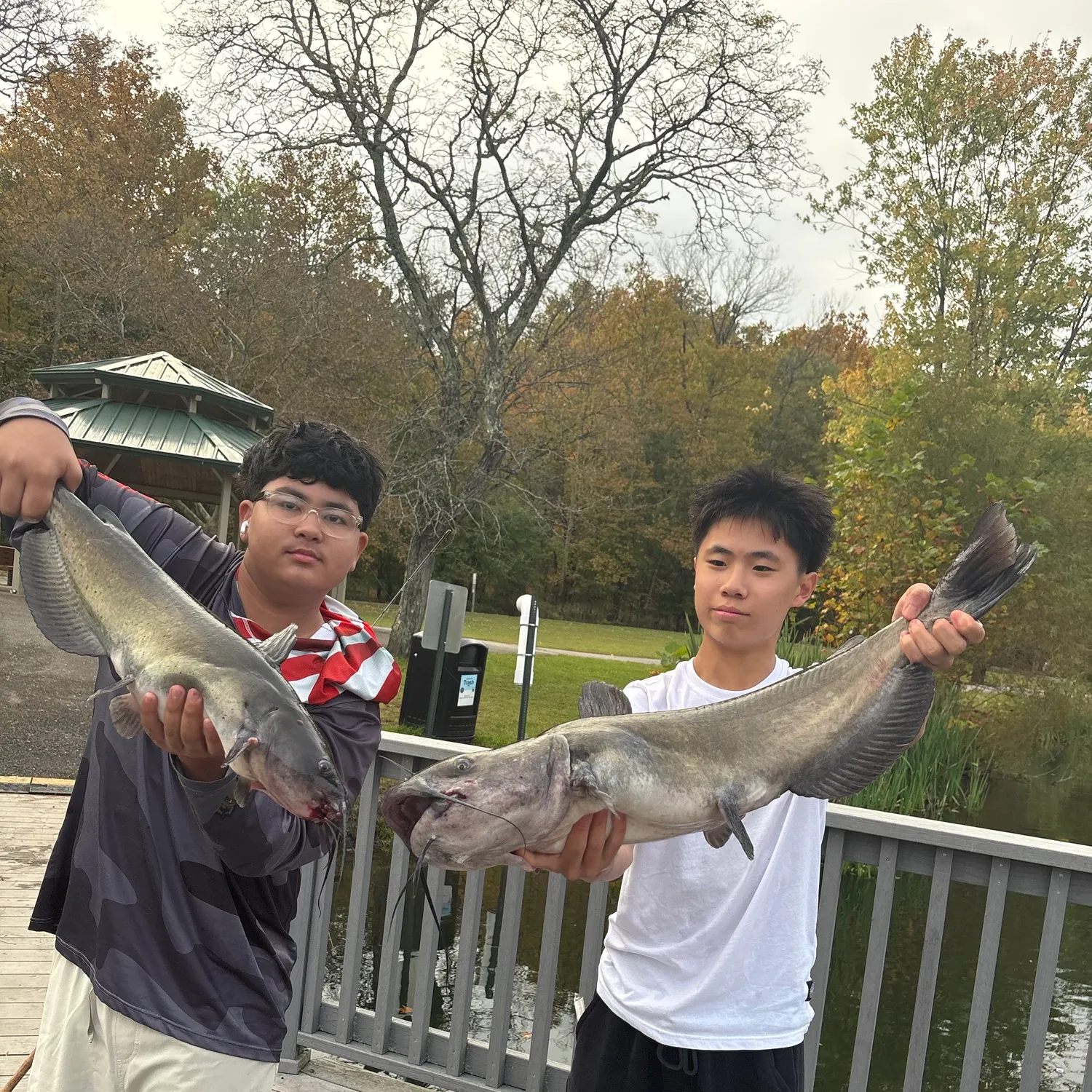 Channel catfish caught on Fishbrain