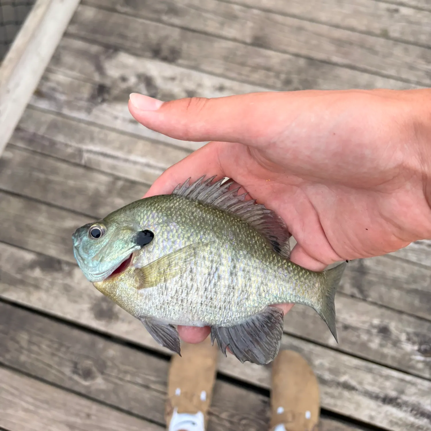 Bluegill caught on Fishbrain