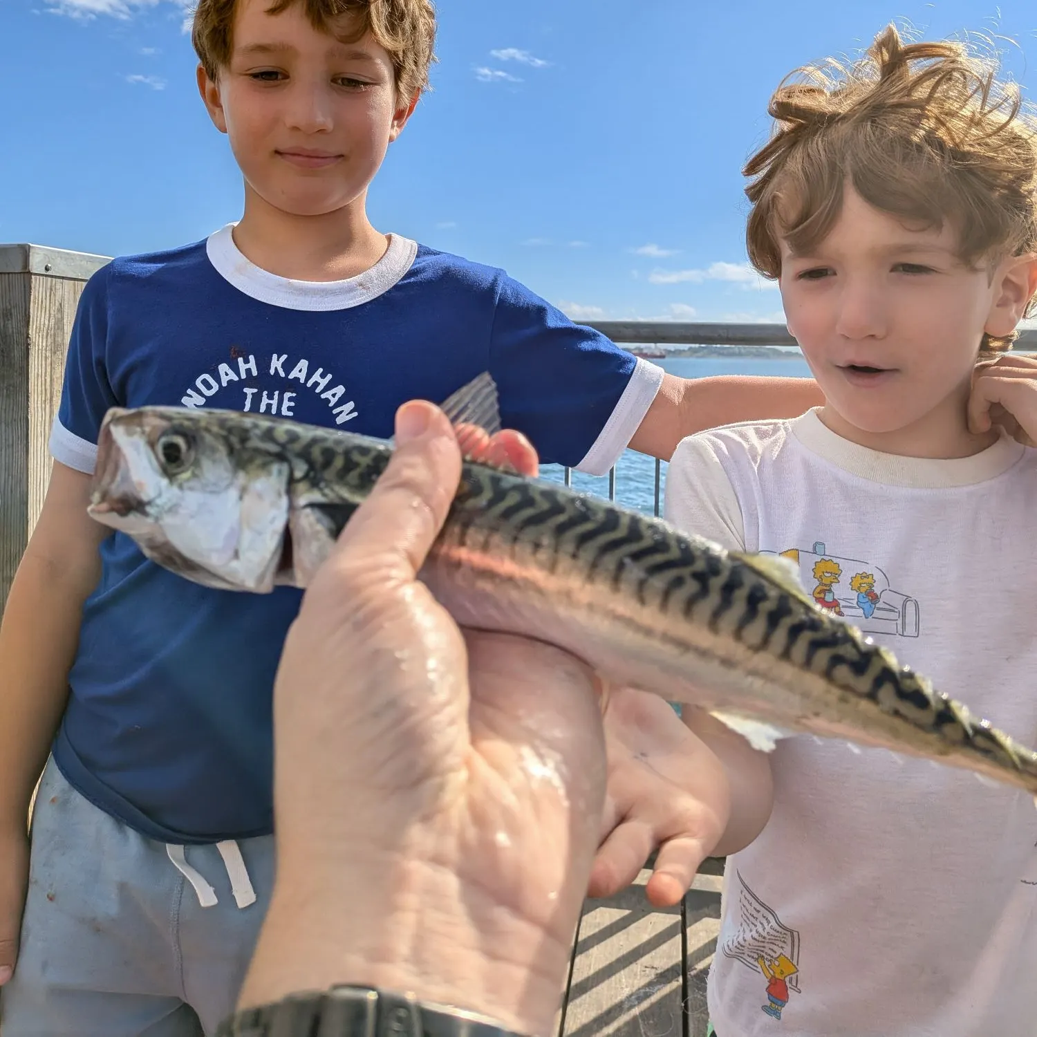 Atlantic mackerel caught on Fishbrain
