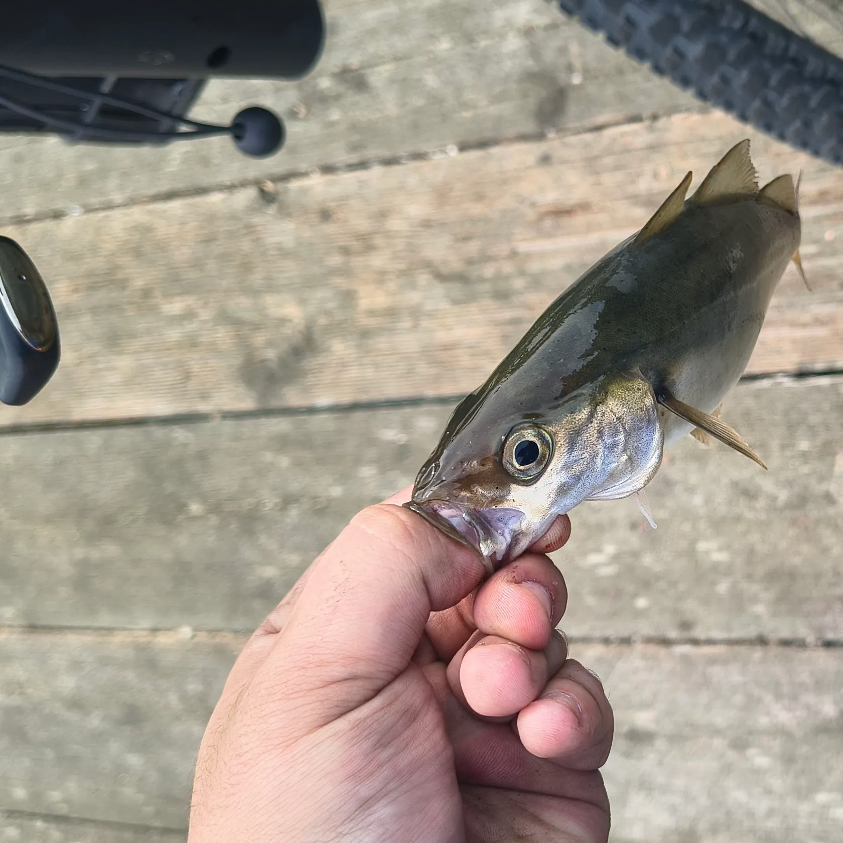 Atlantic pollock caught on Fishbrain