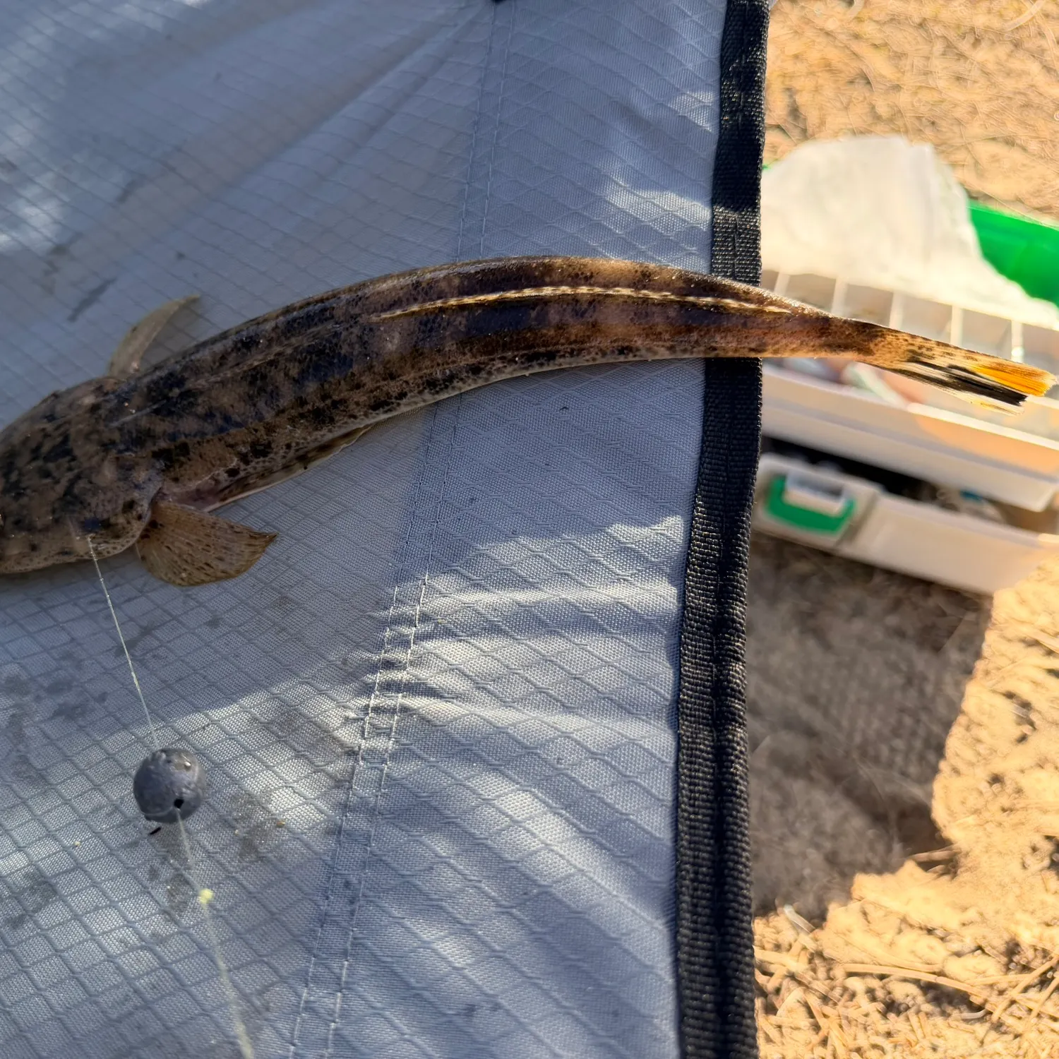 The most recent Bartail flathead catches on Fishbrain