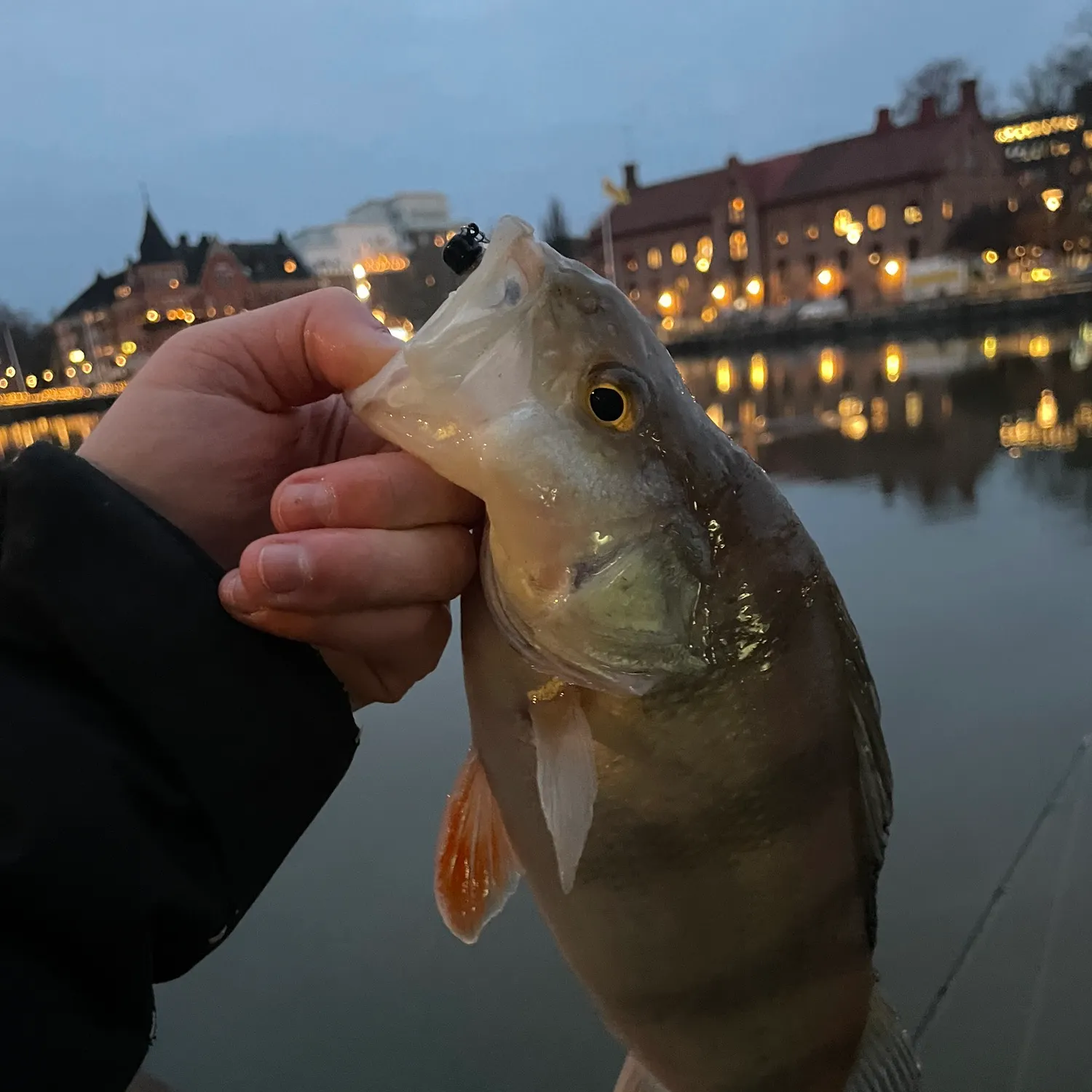 The most recent European perch catches on Fishbrain