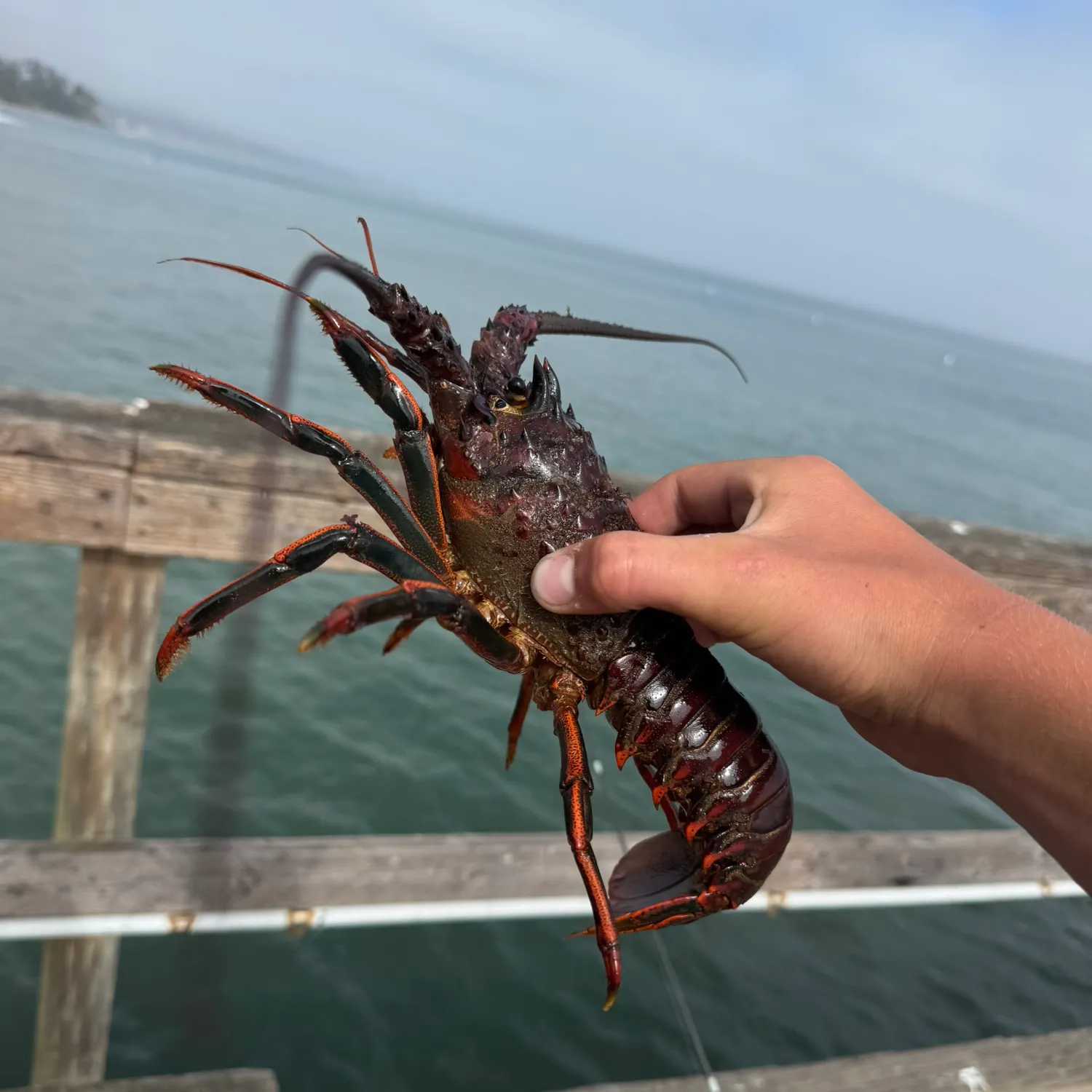 The most recent California spiny lobster catches on Fishbrain