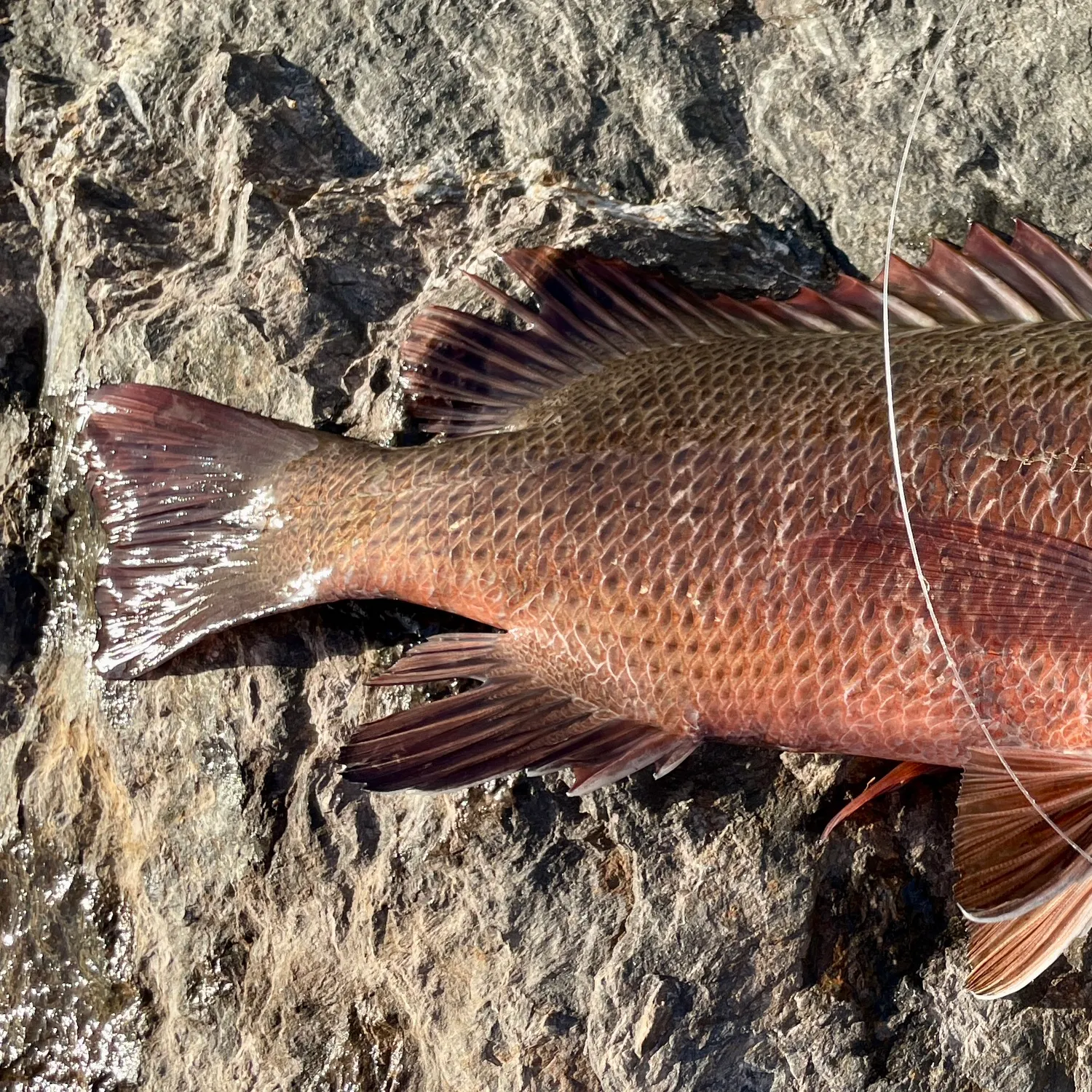 The most recent Mangrove red snapper catches on Fishbrain