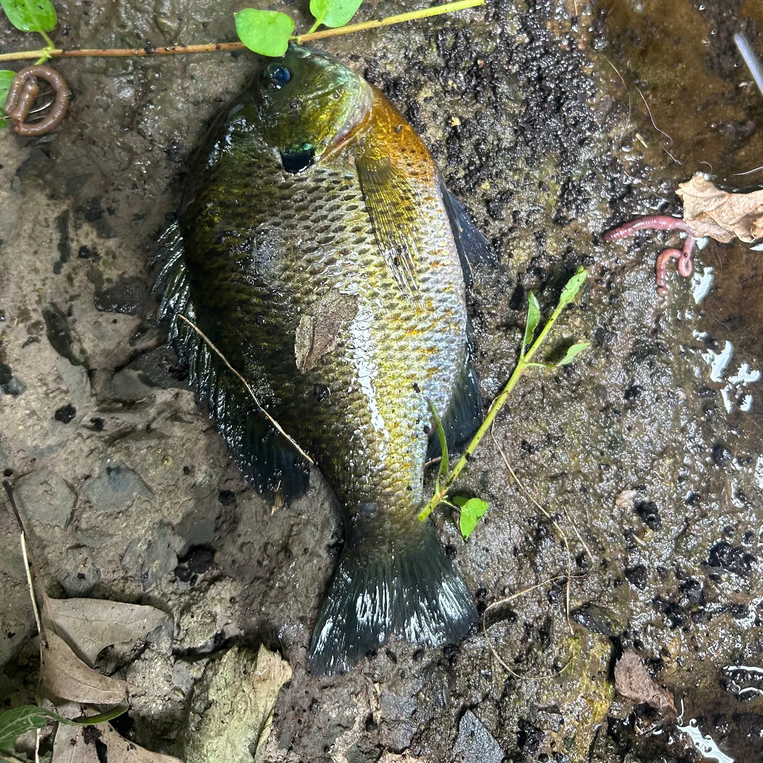 Bluegill caught on Fishbrain