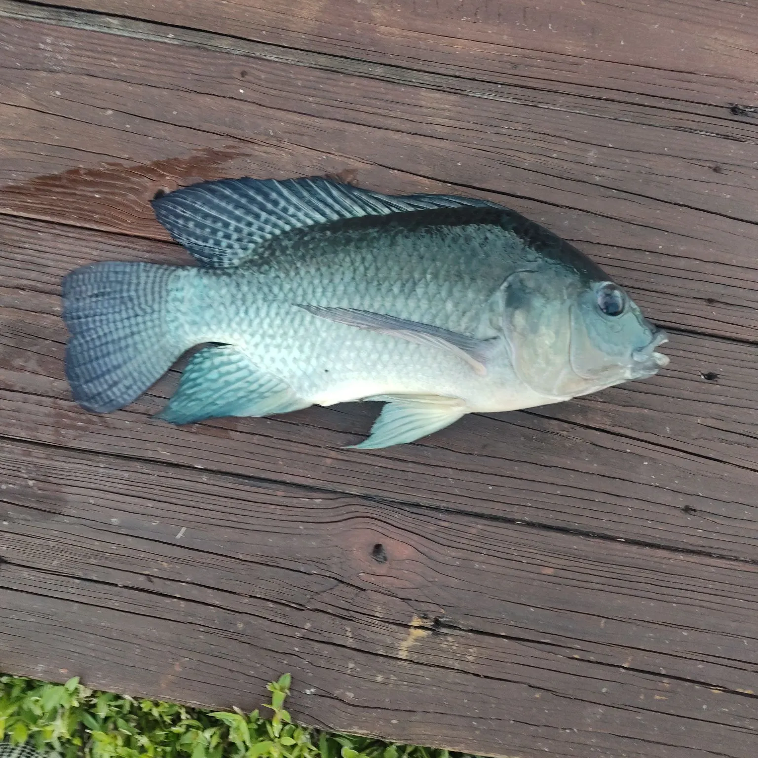 Blue tilapia caught on Fishbrain