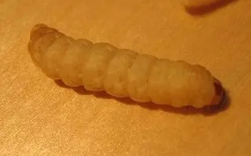 Larva