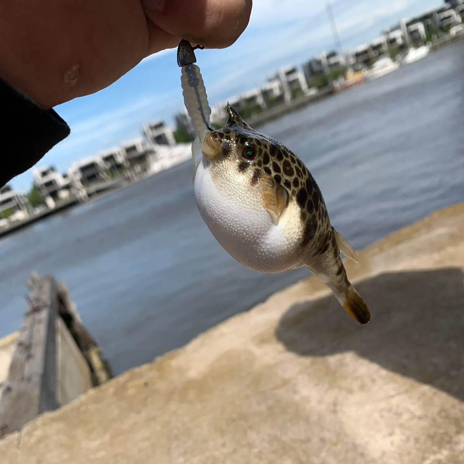 The most popular recent Common toadfish catch on Fishbrain