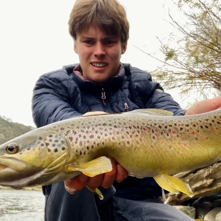 Brown trout caught on Fishbrain