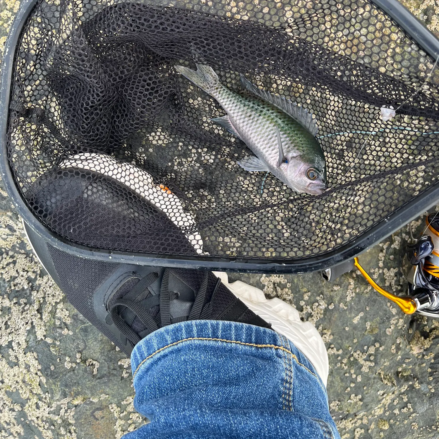 The most recent Blacksmith catches on Fishbrain