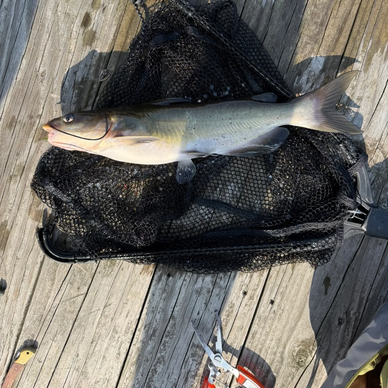 catch