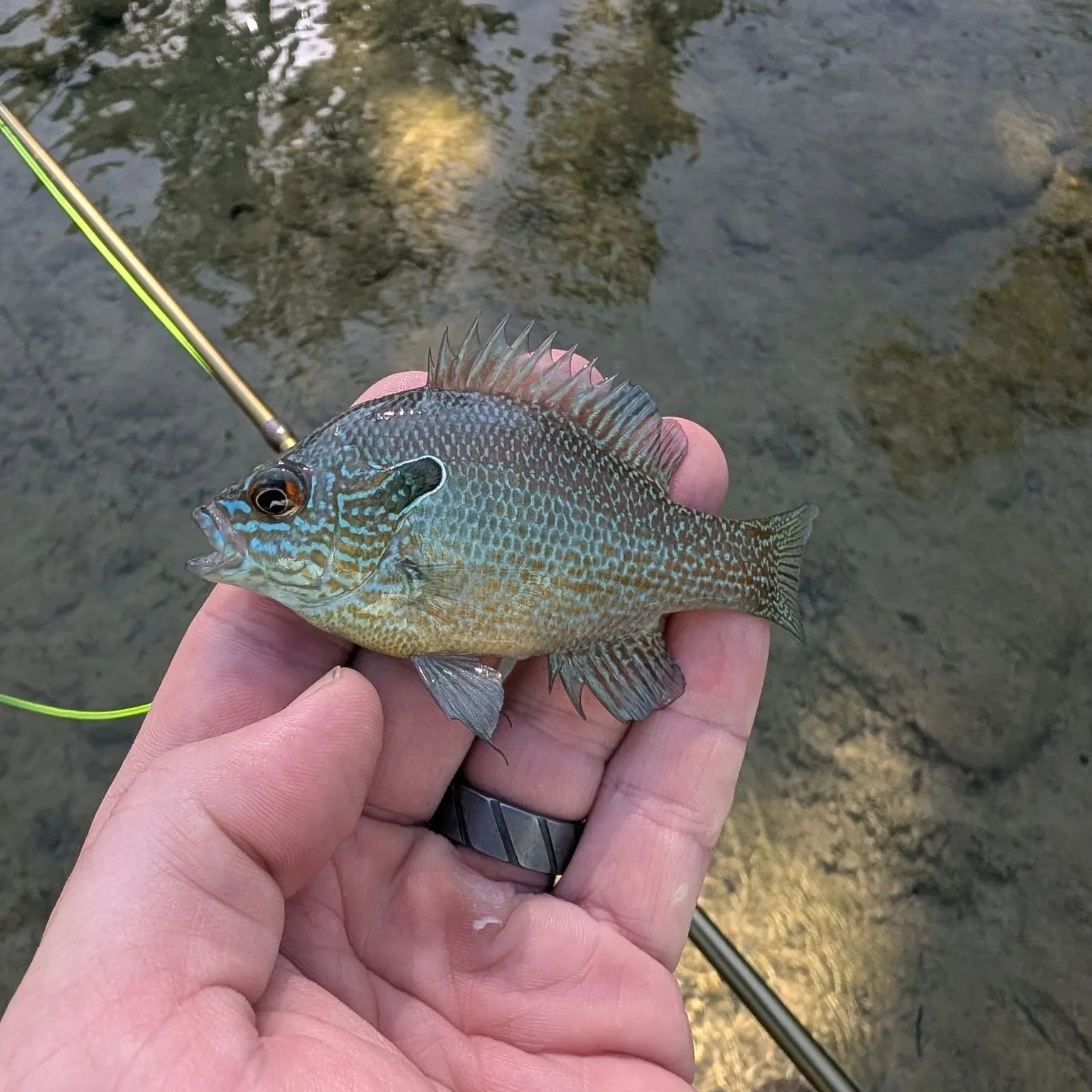 Longear sunfish caught on Fishbrain