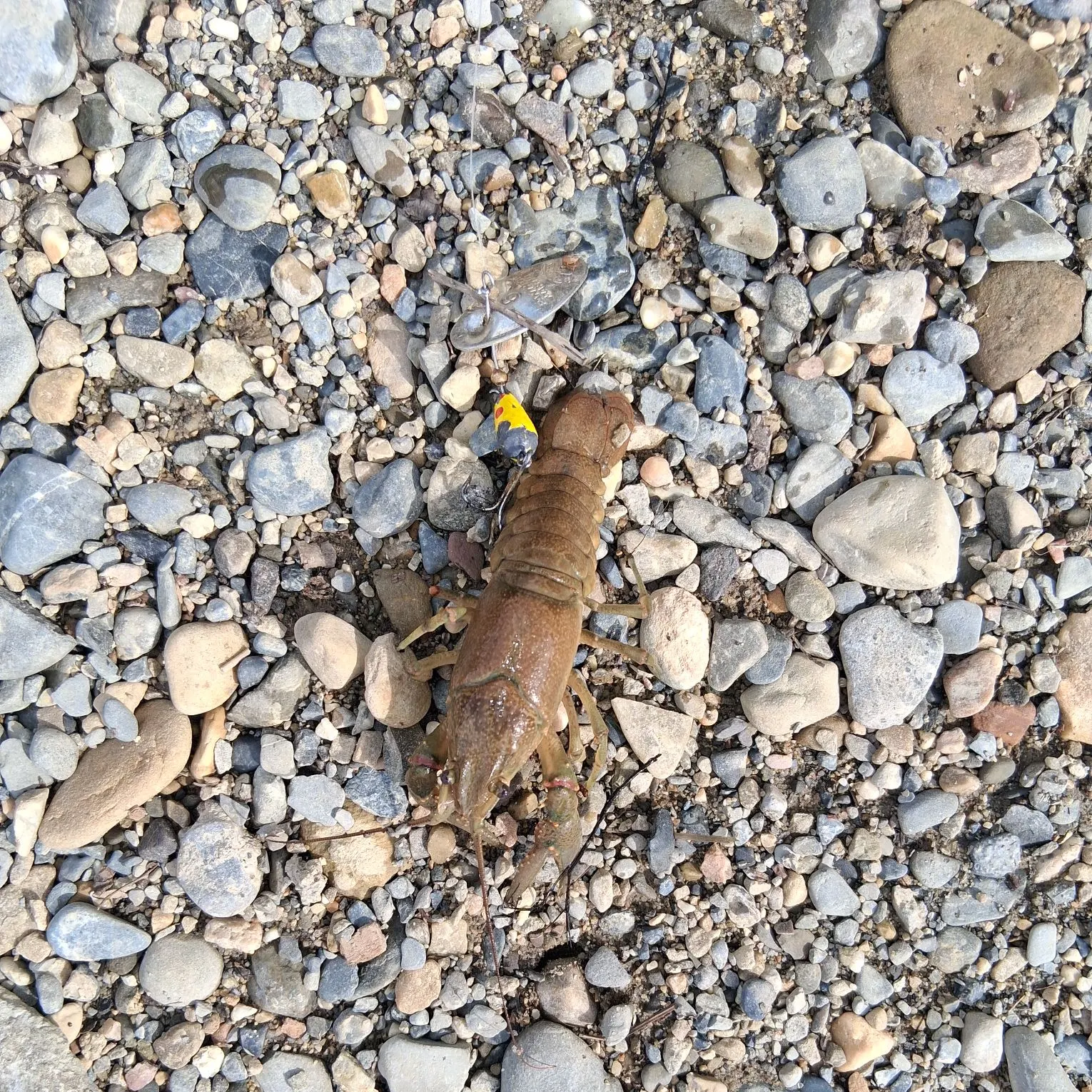 The most recent Virile crayfish catches on Fishbrain