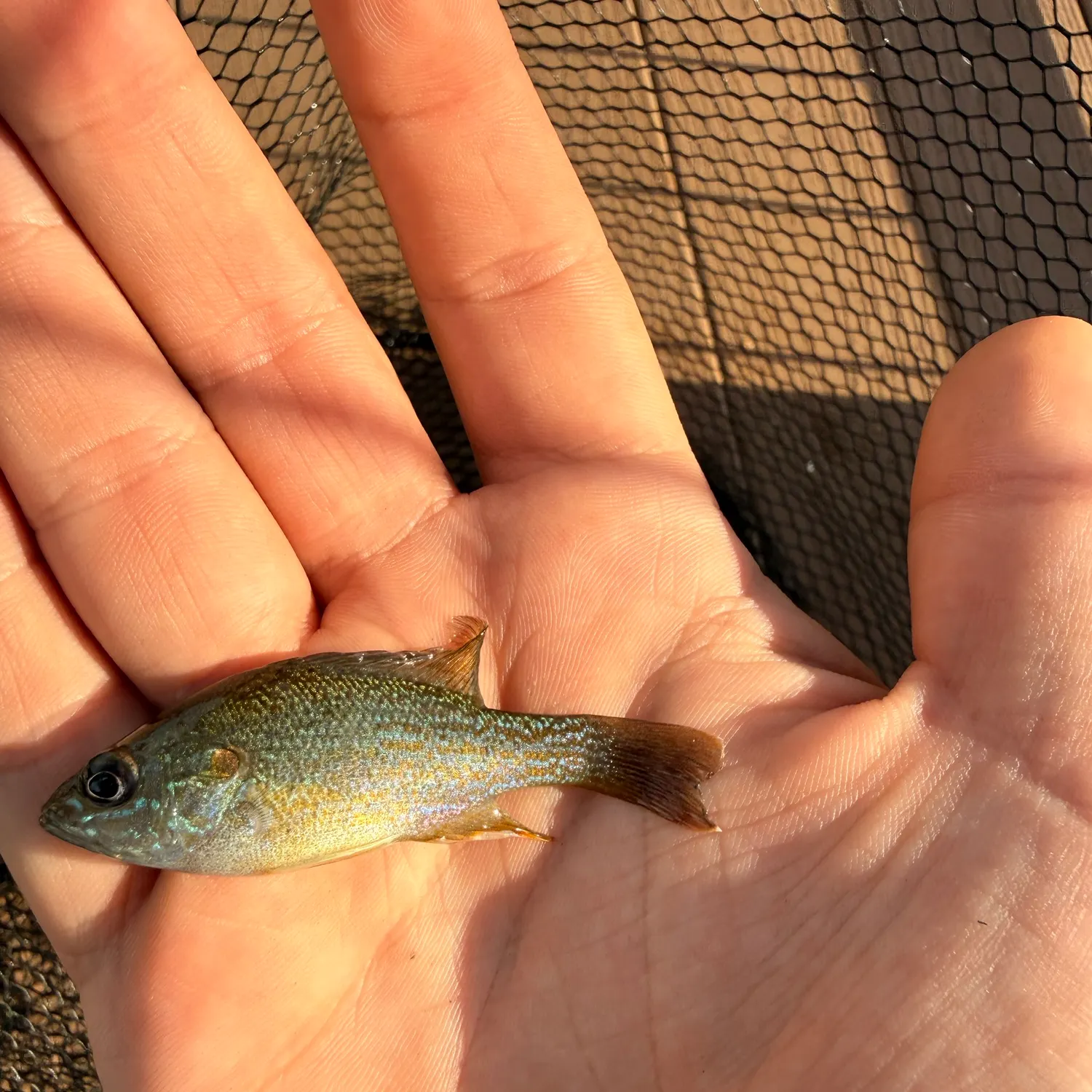 Green sunfish caught on Fishbrain