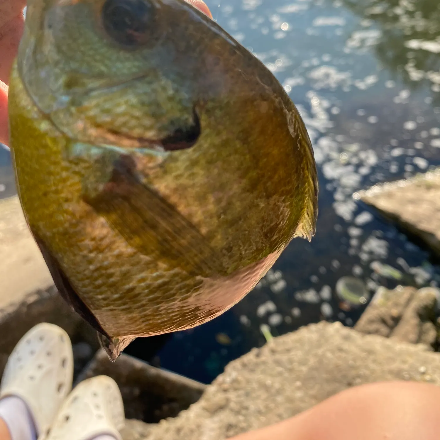 Bluegill caught on Fishbrain
