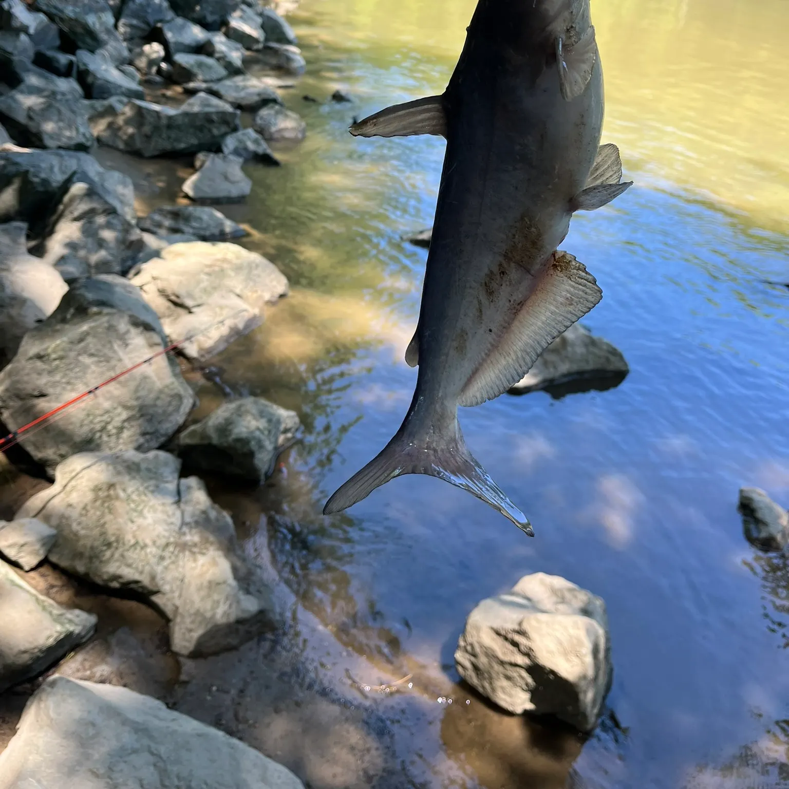 The most recent Blue catfish catches on Fishbrain