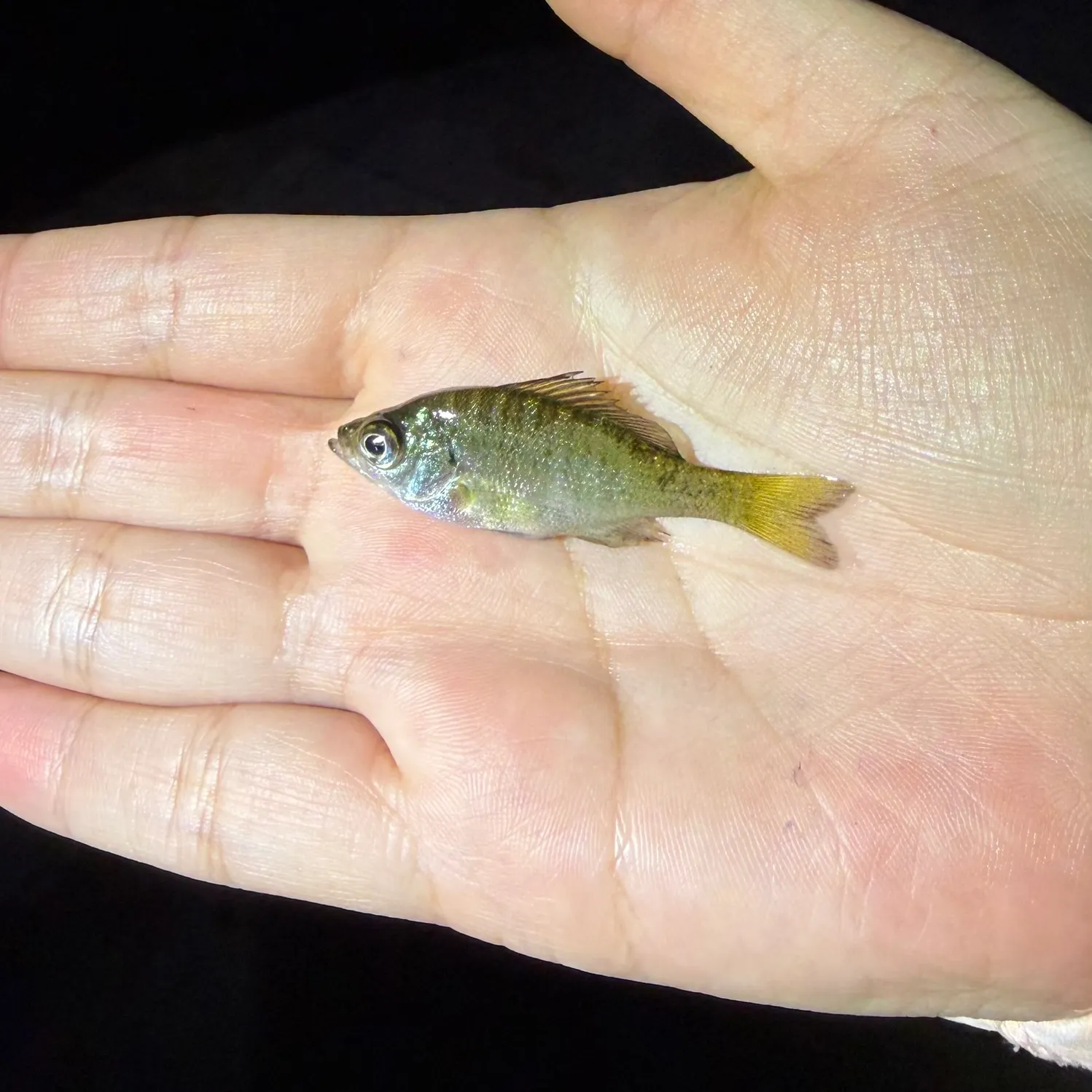 Bluegill caught on Fishbrain