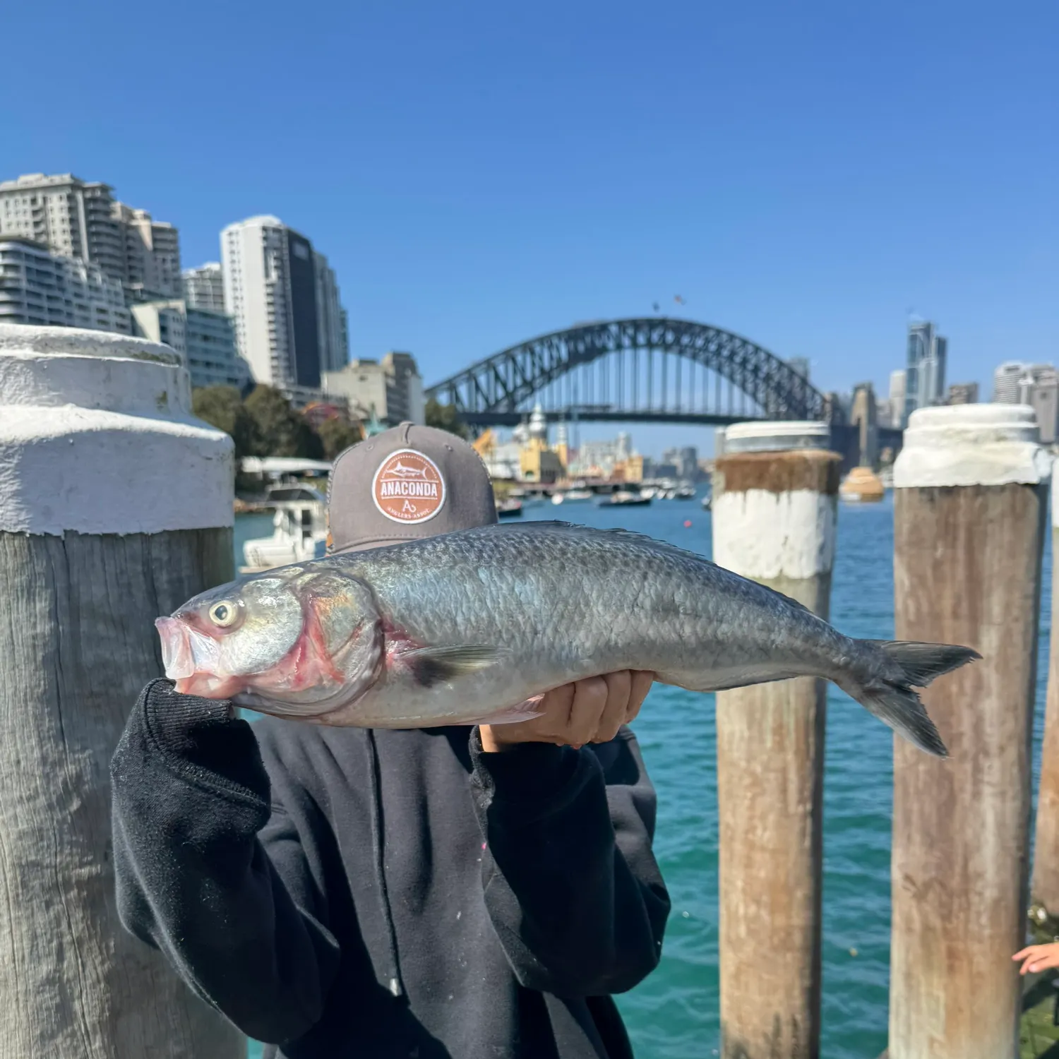 Eastern Australian salmon caught on Fishbrain
