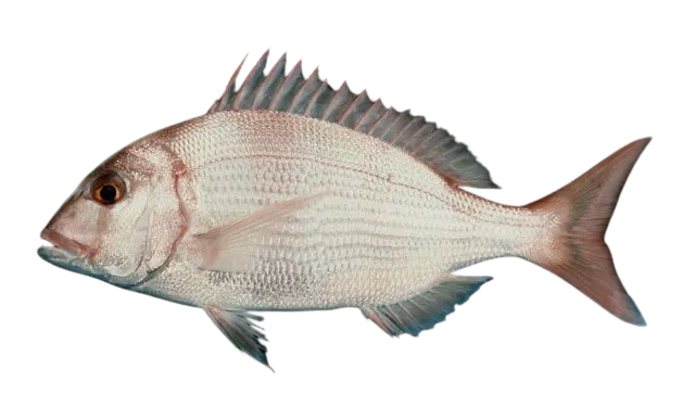 Santer seabream