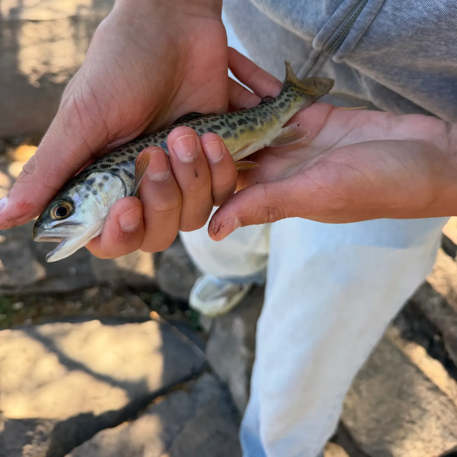 Tiger trout caught on Fishbrain