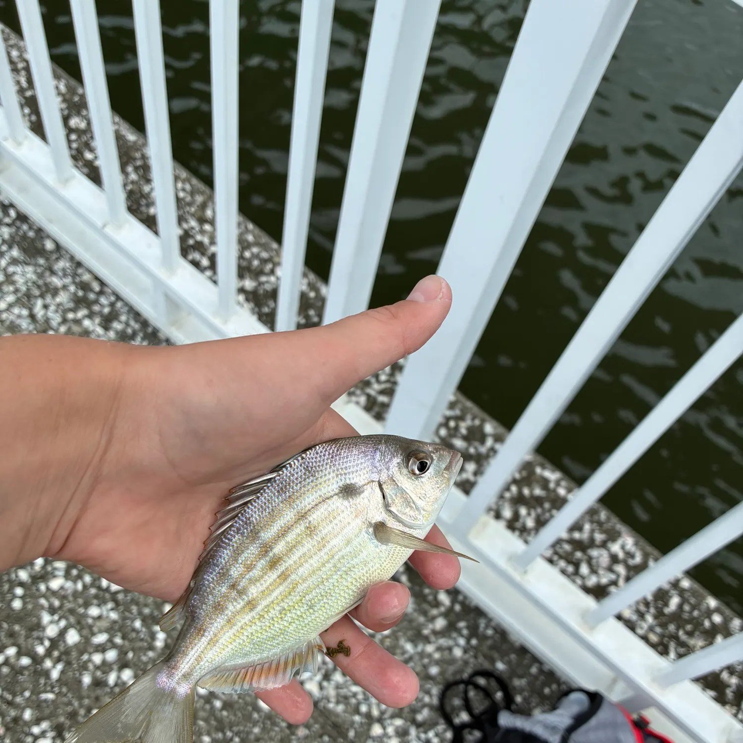 Pinfish caught on Fishbrain