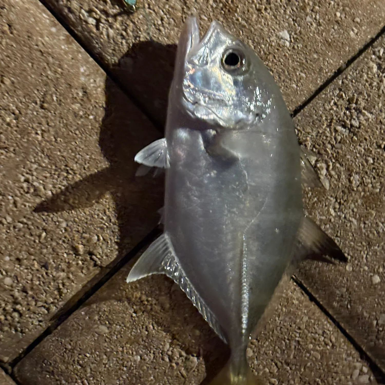 The most recent Crevalle jack catches on Fishbrain