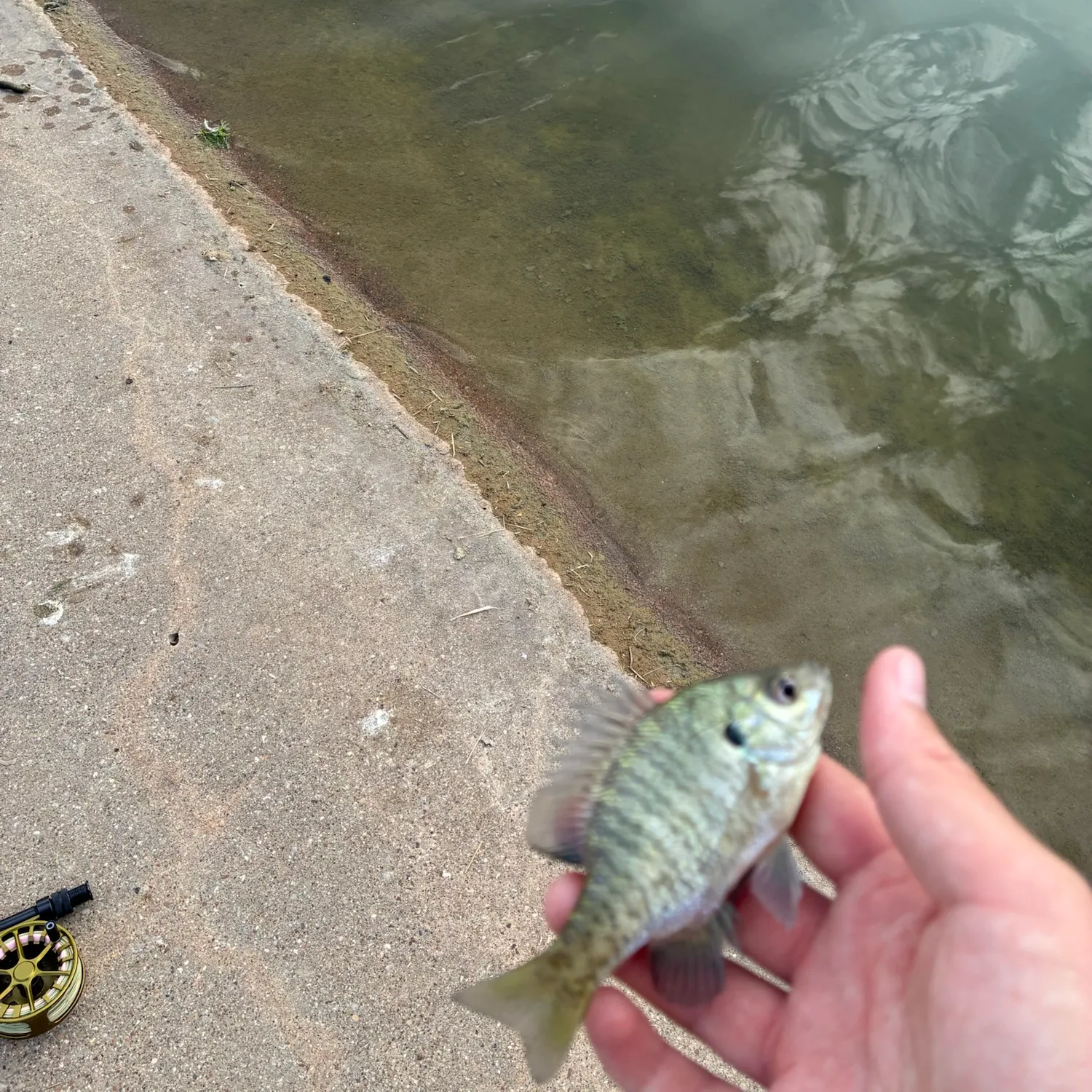 Bluegill caught on Fishbrain