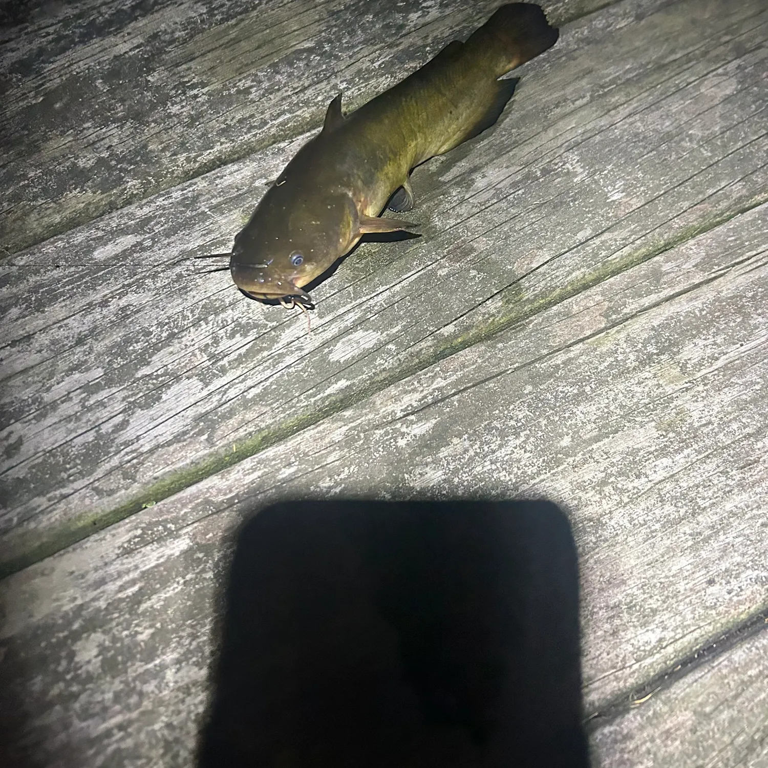 Black bullhead caught on Fishbrain