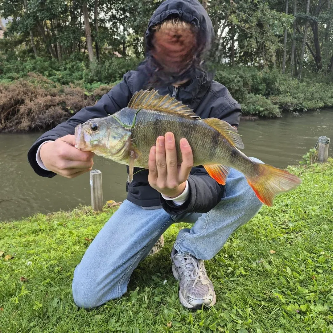 European perch caught on Fishbrain