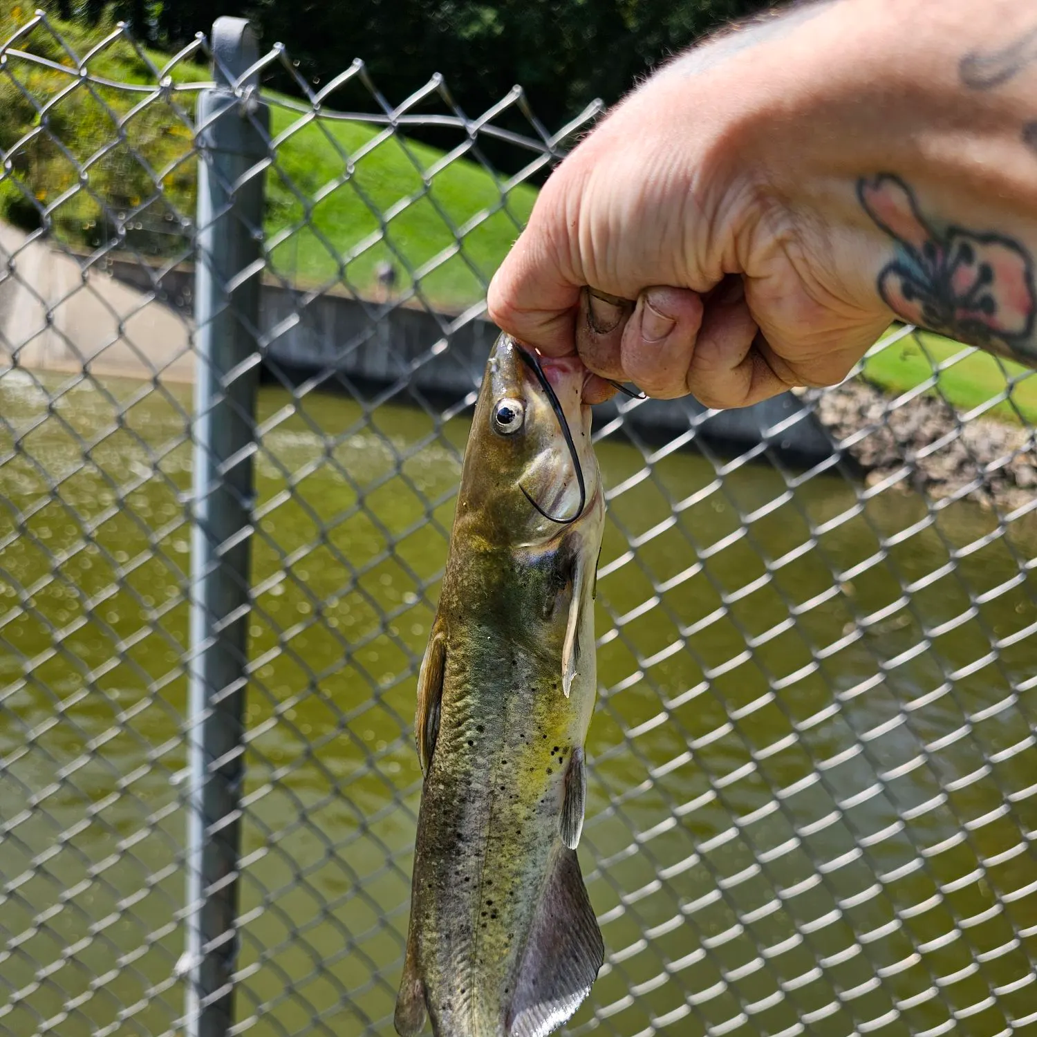 Channel catfish caught on Fishbrain