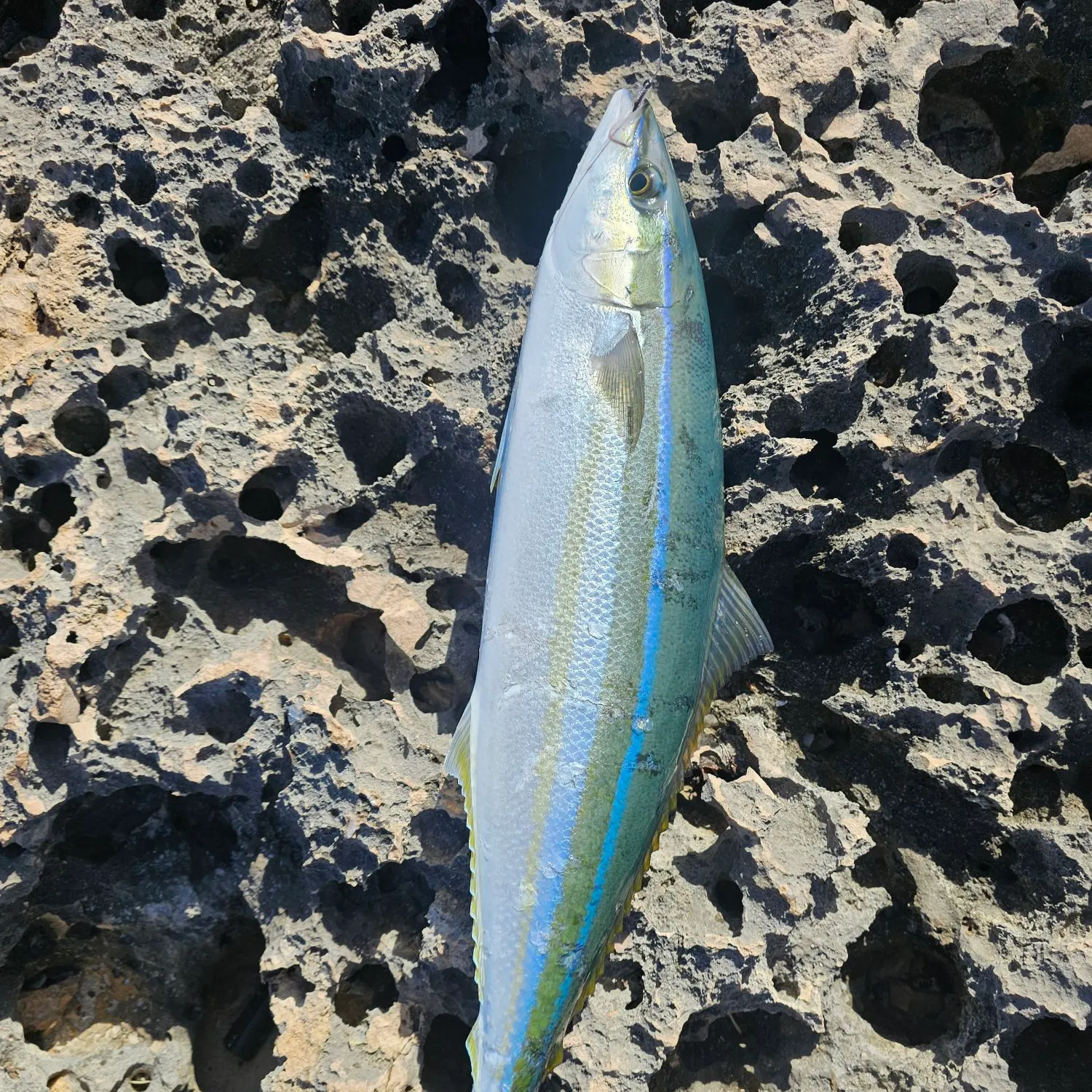 The most recent Rainbow runner catches on Fishbrain