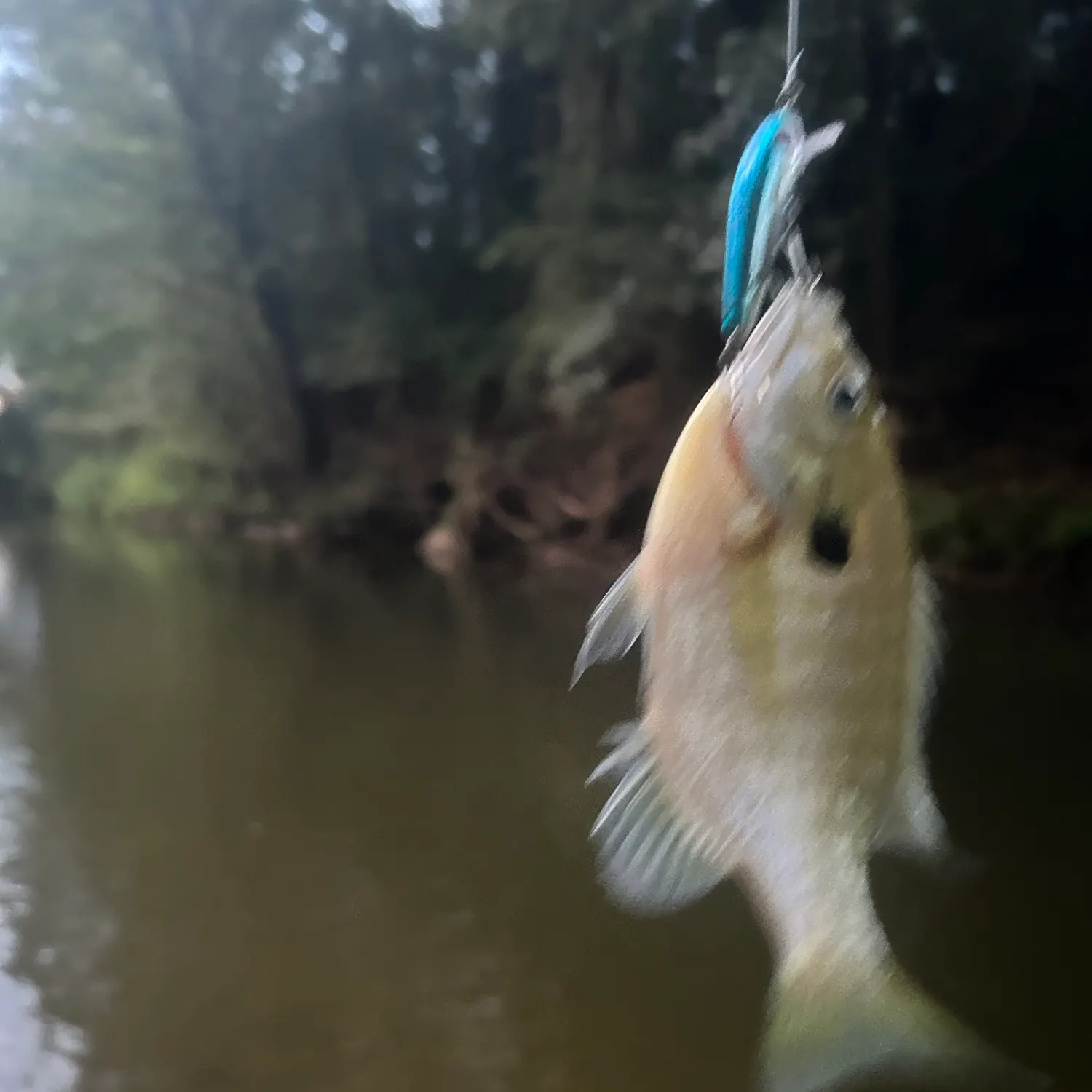 Bluegill caught on Fishbrain