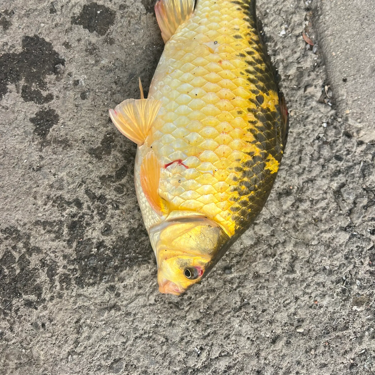 The most recent Koi carp catches on Fishbrain