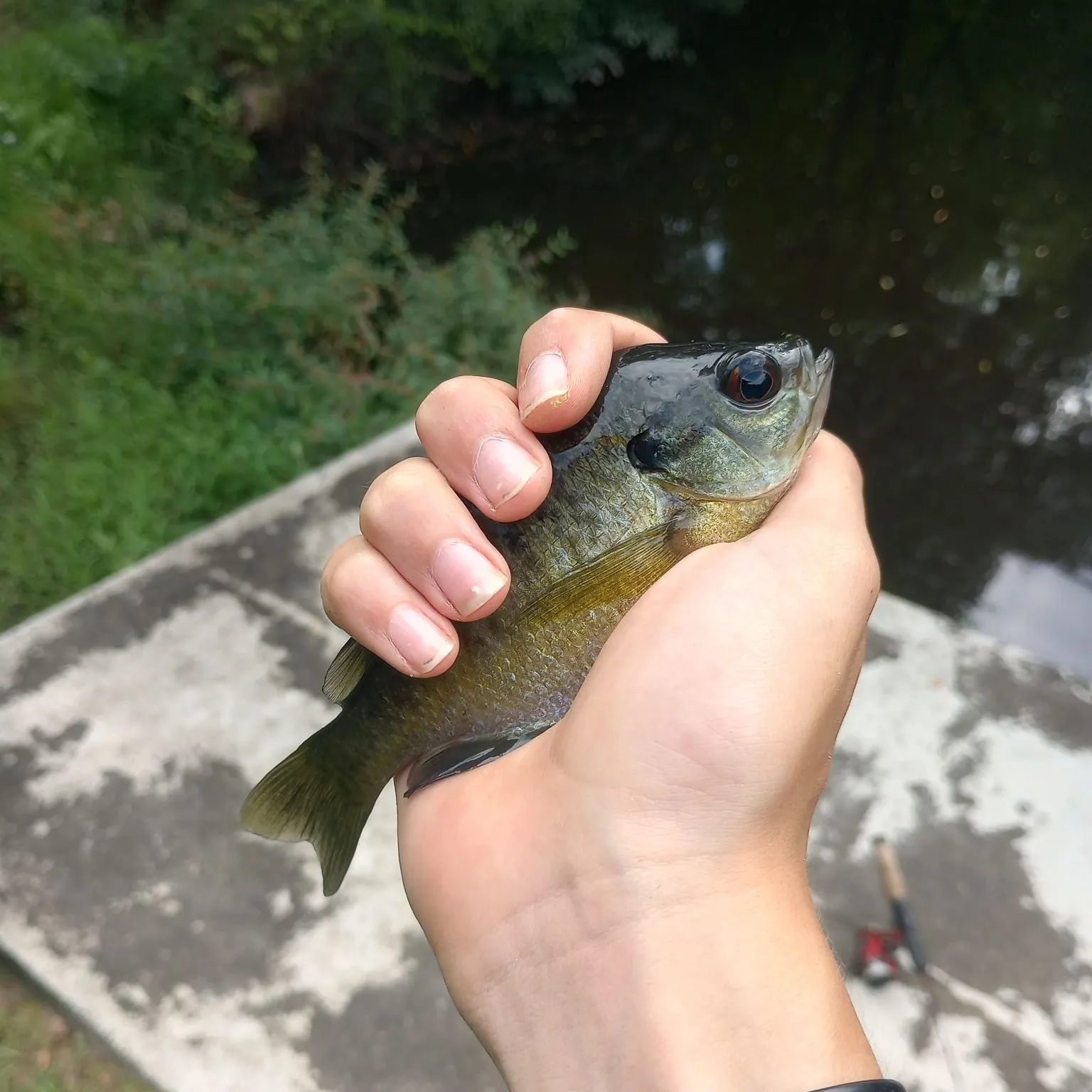 Bluegill caught on Fishbrain